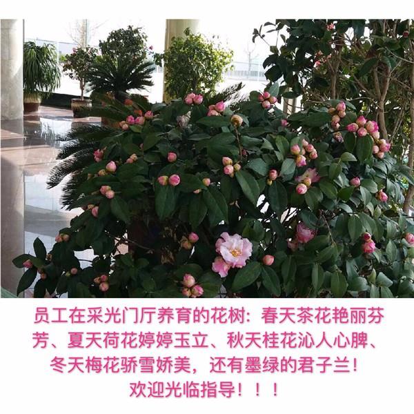 員工在采光門(mén)廳養(yǎng)育的花樹(shù)